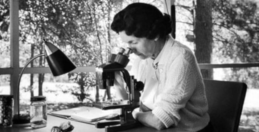 A black and white image of Rachel Carson, an American marine biologist and early leader of the environmental movement, examining slides under a microscope.